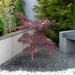 Acer Palmatum 'Inaba-shidare' Standard -Garden Bulbs Store 510600 2