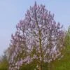 Paulownia Fortunei Fast Blue (R) 'Minfast' -Garden Bulbs Store 510620
