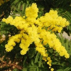 Flowering Mimosa Bush -Garden Bulbs Store 510634 2