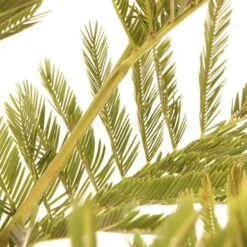 Flowering Mimosa Bush -Garden Bulbs Store 510634 3