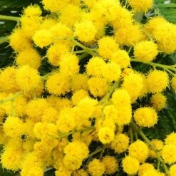 Flowering Mimosa Bush -Garden Bulbs Store 510634 4