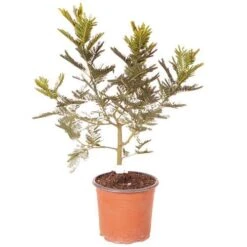 Flowering Mimosa Bush -Garden Bulbs Store 510634 5