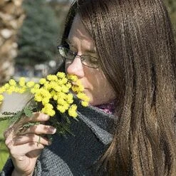 Flowering Mimosa Bush -Garden Bulbs Store 510634 6