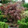 Acer Palmatum 'Atropurpureum' Japanese Maple