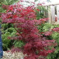 Acer Palmatum 'Atropurpureum' Japanese Maple -Garden Bulbs Store 510649 2