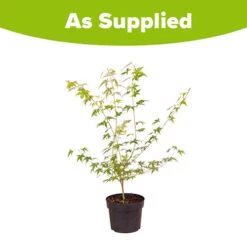 Acer Palmatum 'Katsura' -Garden Bulbs Store 510650 3