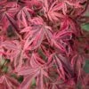 Acer Palmatum 'Shirazz' -Garden Bulbs Store 510686