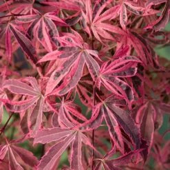 Acer Palmatum 'Shirazz'