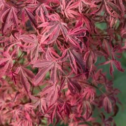 Acer Palmatum 'Shirazz' -Garden Bulbs Store 510686 2