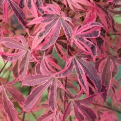 Acer Palmatum 'Shirazz' -Garden Bulbs Store 510686 4