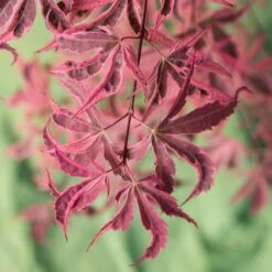 Acer Palmatum 'Shirazz' -Garden Bulbs Store 510686 5