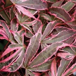 Acer Palmatum 'Shirazz' -Garden Bulbs Store 510686 6
