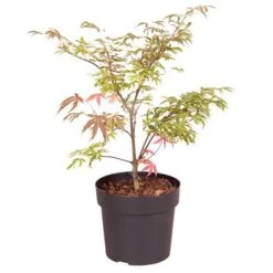 Acer Palmatum 'Shirazz' -Garden Bulbs Store 510686 7