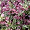 Weigela Florida 'Monet' 2 Weigela Florida 'Monet' -Garden Bulbs Store 510710
