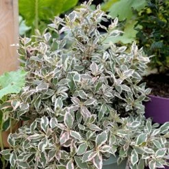 Weigela Florida 'Monet' 6 Weigela Florida 'Monet' -Garden Bulbs Store 510710 1