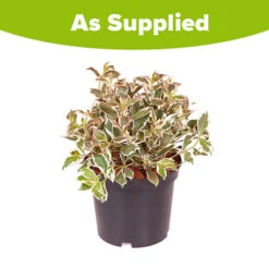 Weigela Florida 'Monet' 7 Weigela Florida 'Monet' -Garden Bulbs Store 510710 2