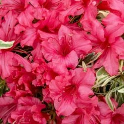 Rhododendron 'Bollywood' -Garden Bulbs Store 510717 3