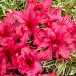 Rhododendron 'Bollywood' -Garden Bulbs Store 510717 6