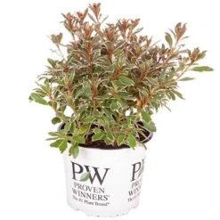 Rhododendron 'Bollywood' -Garden Bulbs Store 510717 8