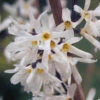 White Forsythia Abeliophyllum Distichum -Garden Bulbs Store 510720