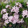 Daphne 'Pink Fragrance' -Garden Bulbs Store 510732