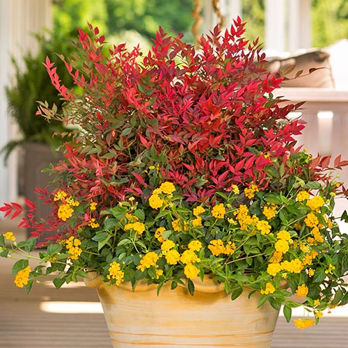 Nandina 'Obsessed' - Sacred Bamboo 5 Nandina 'Obsessed' - Sacred Bamboo - Image 3