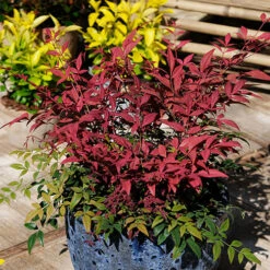 Nandina 'Obsessed' - Sacred Bamboo 14 Nandina 'Obsessed' - Sacred Bamboo -Garden Bulbs Store 510759 3