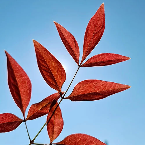 Nandina 'Obsessed' - Sacred Bamboo 7 Nandina 'Obsessed' - Sacred Bamboo - Image 5