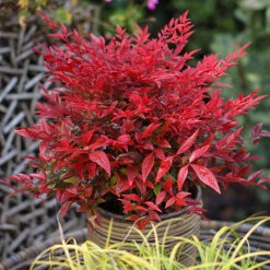 Nandina 'Obsessed' - Sacred Bamboo 17 Nandina 'Obsessed' - Sacred Bamboo -Garden Bulbs Store 510759 6