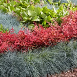 Nandina 'Obsessed' - Sacred Bamboo 18 Nandina 'Obsessed' - Sacred Bamboo -Garden Bulbs Store 510759 7