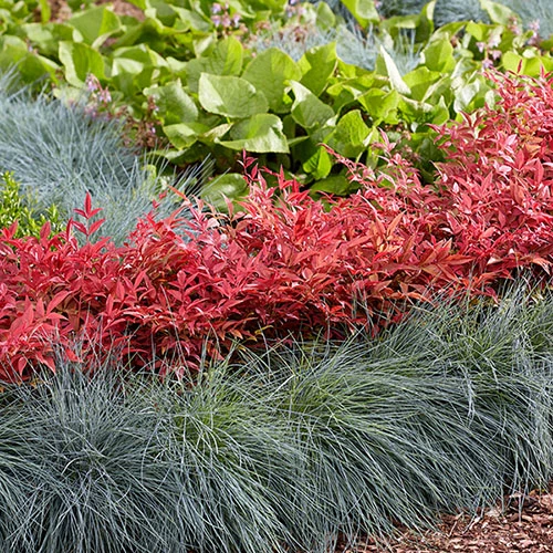 Nandina 'Obsessed' - Sacred Bamboo 10 Nandina 'Obsessed' - Sacred Bamboo - Image 8