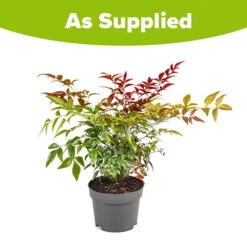 Nandina 'Obsessed' - Sacred Bamboo 19 Nandina 'Obsessed' - Sacred Bamboo -Garden Bulbs Store 510759 8