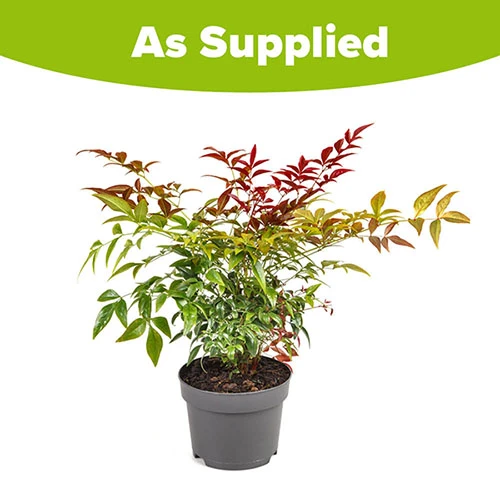 Nandina 'Obsessed' - Sacred Bamboo 11 Nandina 'Obsessed' - Sacred Bamboo - Image 9