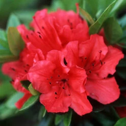 Rhododendrons (Japanese Azalea) Collection -Garden Bulbs Store 510804 2