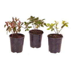 Rhododendrons (Japanese Azalea) Collection -Garden Bulbs Store 510804 4