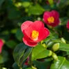 Camellia Vernalis 'Yuletide' -Garden Bulbs Store 510818