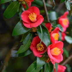 Camellia Vernalis 'Yuletide' -Garden Bulbs Store 510818 2