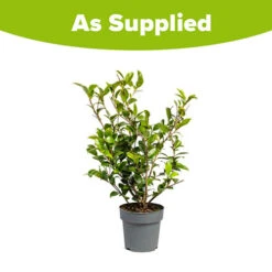 Camellia Vernalis 'Yuletide' -Garden Bulbs Store 510818 3