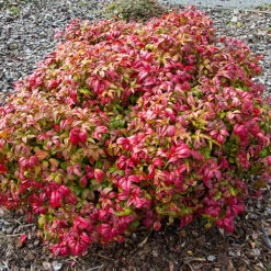 Nandina 'Fire Power' -Garden Bulbs Store 510823 3