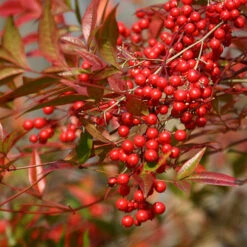 Nandina 'Fire Power' -Garden Bulbs Store 510823 5