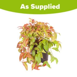 Nandina 'Fire Power' -Garden Bulbs Store 510823 6