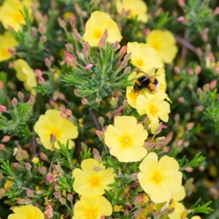 Halimium 'April Sun' In 2L Pot -Garden Bulbs Store 510840 5