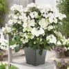 Hydrangea 'Runaway Bride' 1 Hydrangea 'Runaway Bride' -Garden Bulbs Store 510841