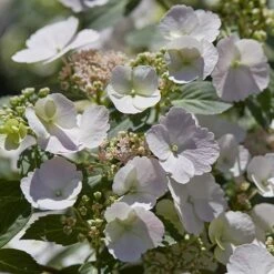 Hydrangea 'Runaway Bride' 14 Hydrangea 'Runaway Bride' -Garden Bulbs Store 510841 3