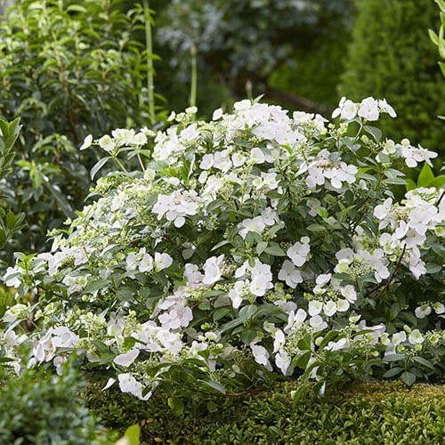 Hydrangea 'Runaway Bride' 7 Hydrangea 'Runaway Bride' - Image 5
