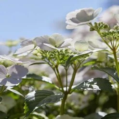 Hydrangea 'Runaway Bride' 16 Hydrangea 'Runaway Bride' -Garden Bulbs Store 510841 5