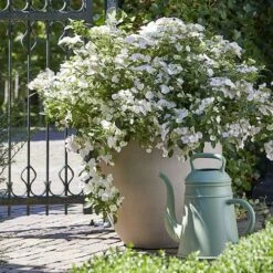 Hydrangea 'Runaway Bride' 17 Hydrangea 'Runaway Bride' -Garden Bulbs Store 510841 6