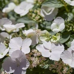 Hydrangea 'Runaway Bride' 18 Hydrangea 'Runaway Bride' -Garden Bulbs Store 510841 7