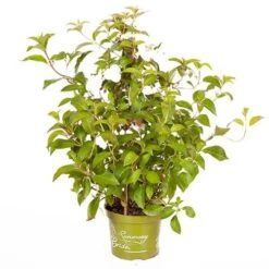 Hydrangea 'Runaway Bride' 19 Hydrangea 'Runaway Bride' -Garden Bulbs Store 510841 8