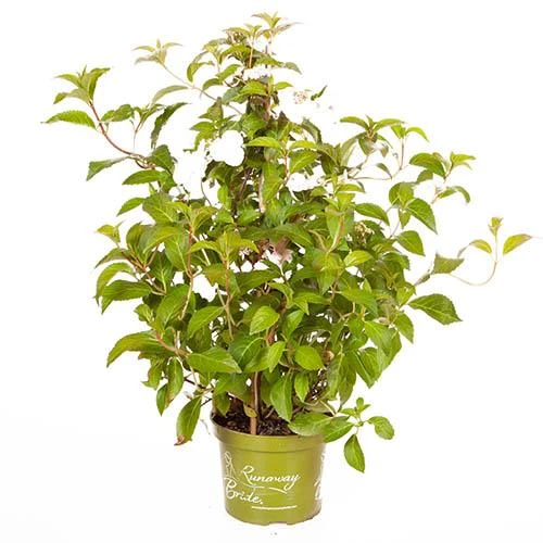 Hydrangea 'Runaway Bride' 11 Hydrangea 'Runaway Bride' - Image 9